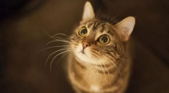 Контрола над мачки